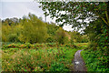 Brierley Hill : Fens Pool Local Nature Reserve