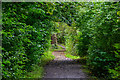 Brierley Hill : Fens Pool Local Nature Reserve - Footpath