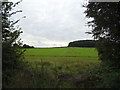 Crop field, Clifford Chambers