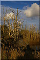 TM4357 : Dead trees at the edge of Hazlewood Marshes by Christopher Hilton