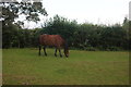 New Forest pony in Emery Down