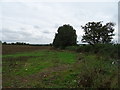 Field and hedgerow off National Cycle Route 5