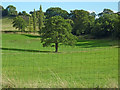 Pasture north of High Lane, Stockport