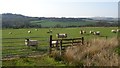 Sheep, Drumshinnoch