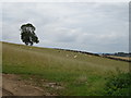 Hillside grazing near Gallow Hill Farm