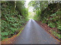 Tree-lined minor road near to Druim Neil