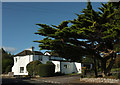 Toll-house and cedar, Old Teignmouth Road