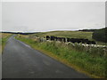 Beef  Cattle  in  field  on  Wollrig