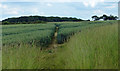 SK9316 : Rutland Round footpath towards Hooby Lane Plantation by Mat Fascione