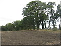 Trees lining Gray Craigs Lane