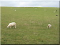 Sheep at Oakley