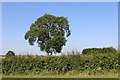 SP9064 : Tree by the A509 north of Wollaston by David Howard