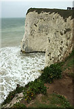 SZ0582 : Chalk cliffs near Handfast Point by Derek Harper