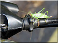 Glebe Road: a cricket on my gear cable