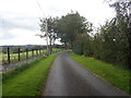 Newly planted hedge on Donaldsons Road, Creggan