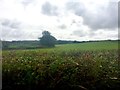 Pasture at Knelston