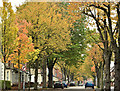 Autumn trees, Rugby Avenue, Belfast (October 2019)