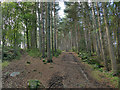 Path junction in Ruin Bank Wood