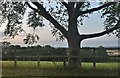 Large tree by Queens Road, Lus Hill