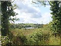 Wetland on the eastern shores of Lisleitrim Lough