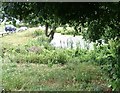 Pond at Hazel Farm, near Ledbury