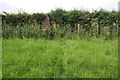 NY2452 : Tarnriggmoor trig point in hedge between fields by Roger Templeman