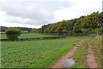 SO8297 : Farmland and woodland north-east of Shipley in Shropshire by Roger  D Kidd