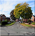 Autumn colours, Caswell Crescent, Leominster