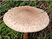 SO8297 : Parasol mushroom near Shipley in Shropshire by Roger  D Kidd