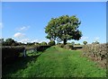 Nancy Fox Lane, Askham