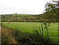 Padely Wood viewed across the Mole Valley