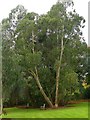 NO3729 : Eucalyptus tree in the University of Dundee Botanic Garden by Graham Hogg