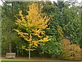 Autumn colour in the University of Dundee Botanic Garden