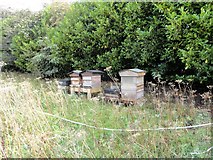 NZ2647 : Beehives at Plawsworth by Robert Graham