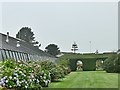 Lawn and topiary hedging beside the glasshouse