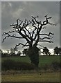 Dead tree in the parish of Stokeham