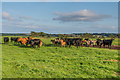NU1336 : Cattle by Ian Capper