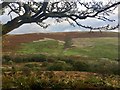 Bracken-clad Mynydd y Gaer