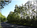 Trees beside the A48, Bledisloe