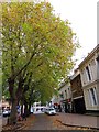 Autumn trees in Bridge Street