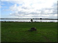 Tree stump on the bank of the River Severn