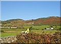 Hedging by Altnadua Lough