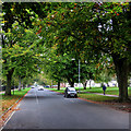 Turning leaves on Davy Road