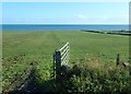 Seagulls foraging on coastal pastureland South of Annalong