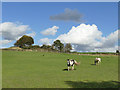 Horses below Dobroyd Hill