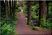 H4881 : Path, Gortin Glens Forest Park by Kenneth  Allen