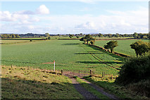 SO8297 : Rape fields near Rudge in Shropshire by Roger  D Kidd