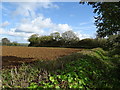 Field beside Carrion Lane