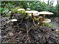 SO7744 : Fungi on Malvern Common by Philip Halling