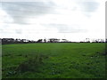 Grassland near Hazelbrook